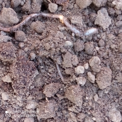 Lumbricus terrestris