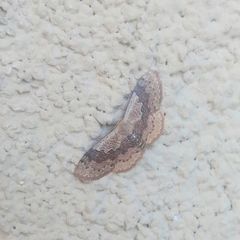 Leptostales rubromarginaria