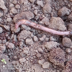 Lumbricus terrestris