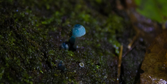 Mycena cyanocephala