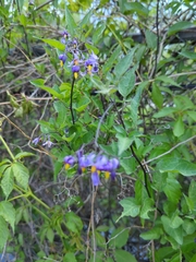 Solanum dulcamara