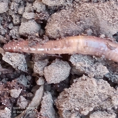Lumbricus terrestris
