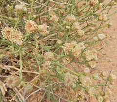 Baccharis wrightii
