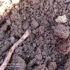 Lumbricus terrestris