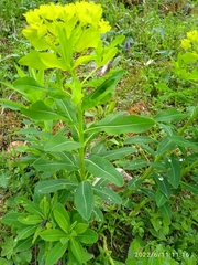 Euphorbia austriaca