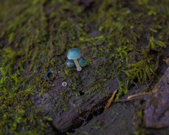Mycena cyanocephala