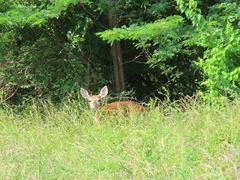 Odocoileus virginianus macrourus