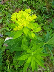 Euphorbia austriaca