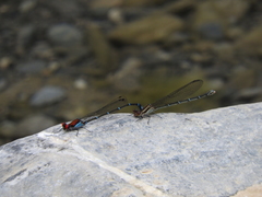 Argia cuprea