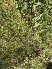 Desmanthus leptolobus