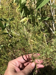 Desmanthus leptolobus