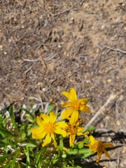 Stenotus armerioides