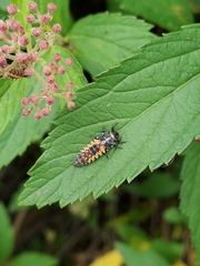 Harmonia axyridis