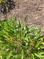 Stenotus armerioides