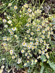 Erigeron galeottii
