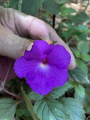 Achimenes