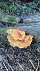 Laetiporus sulphureus