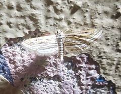 Parapoynx fluctuosalis