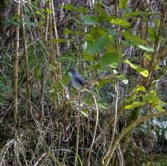 Pyrope pyrope pyrope