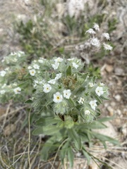 Oreocarya thyrsiflora