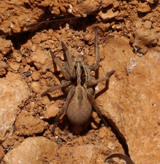 Hogna balearica