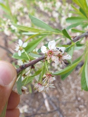 Prunus susquehanae