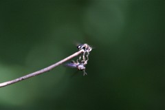 Cerotainia