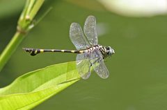 Ictinogomphus pertinax
