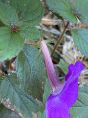 Achimenes