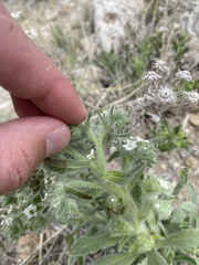 Oreocarya thyrsiflora