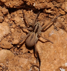 Hogna balearica