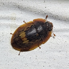 Lobiopa insularis
