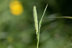 Phleum bertolonii