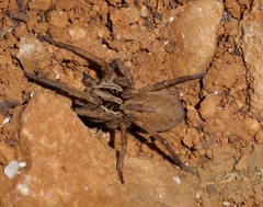 Hogna balearica