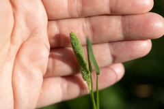 Phleum bertolonii