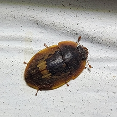 Lobiopa insularis