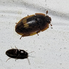 Lobiopa insularis