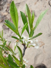 Prunus susquehanae