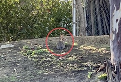 Sylvilagus audubonii