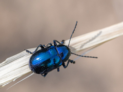 Chrysochus goniostoma