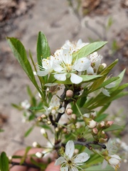 Prunus susquehanae