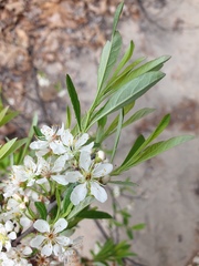 Prunus susquehanae