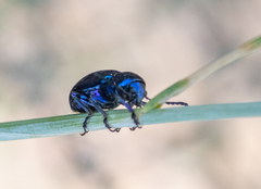 Chrysochus goniostoma