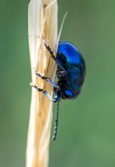 Chrysochus goniostoma