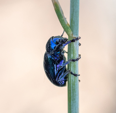 Chrysochus goniostoma