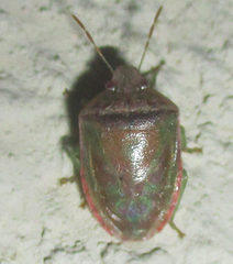 Piezodorus purus
