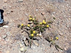 Opuntia rastrera