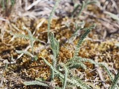 Achillea pannonica