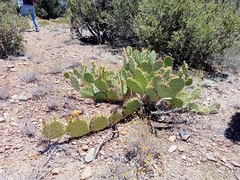 Opuntia rastrera