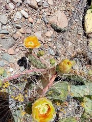 Opuntia rastrera